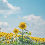 sunny morning